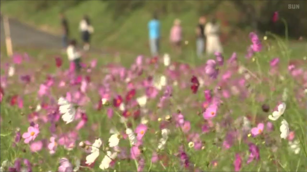 約500万本のコスモスが見頃　丹波市氷上町のコスモス園
