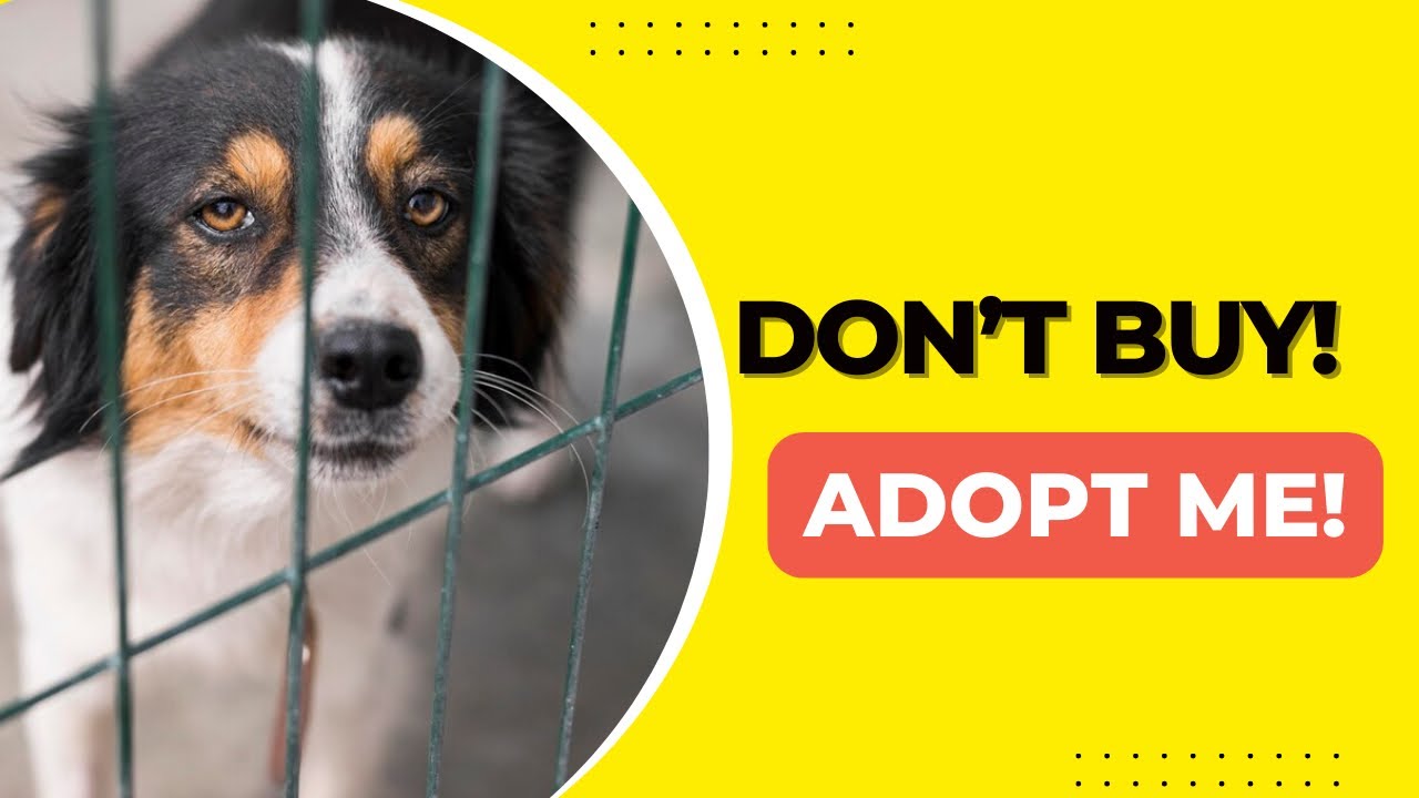 From Shelter To Forever Home: The Benefits Of Adopting