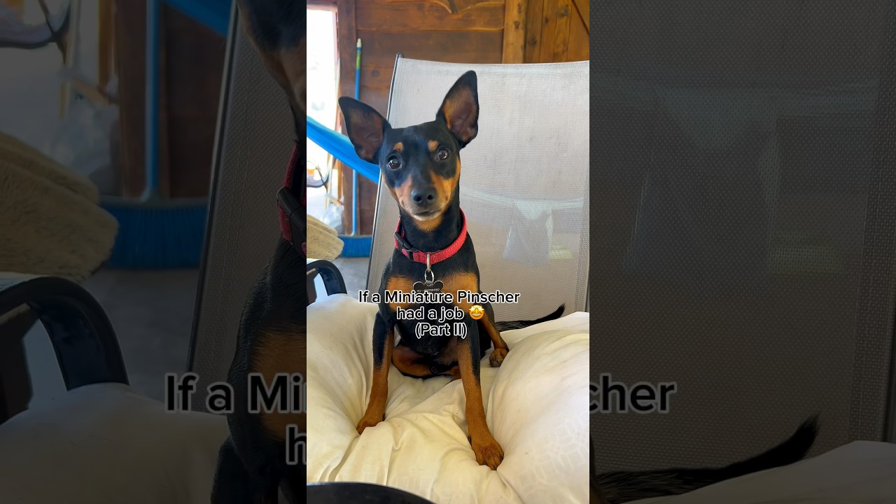 Would you hire me?Cute Miniature Pinscher dog is very talent 🤩