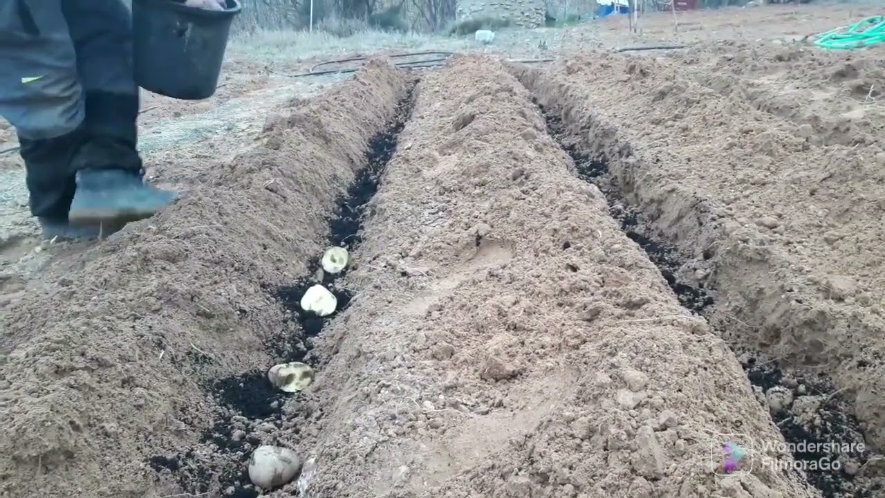 como plantar patatas كيفيه زراعه البطاطس