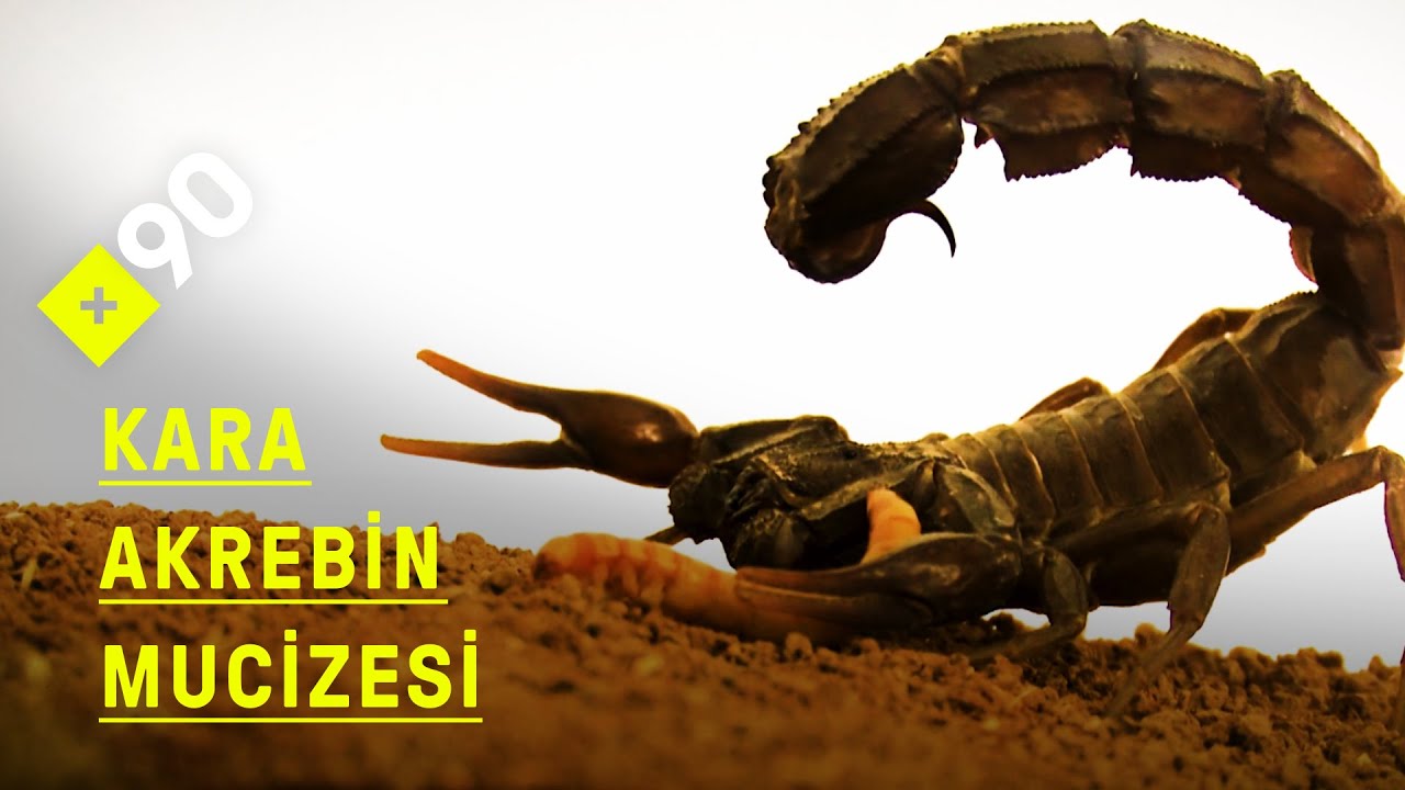 Kara akrebin mucizevi zehri | 