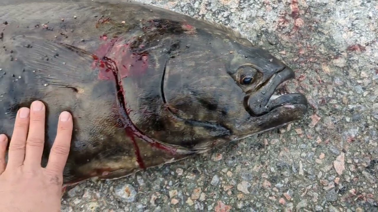 Вываживание атлантического палтуса. Atlantic halibut