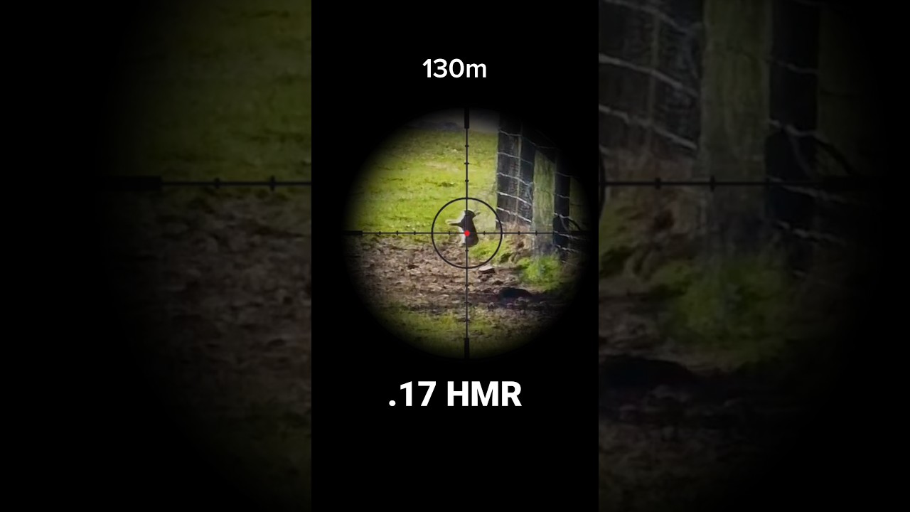 Long Range Shot With .17 HMR