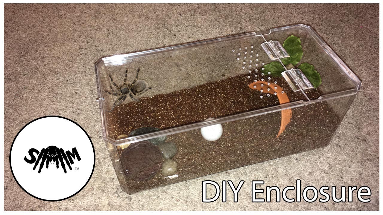 Tarantula Enclosure Build: Arboreal or Terrestrial