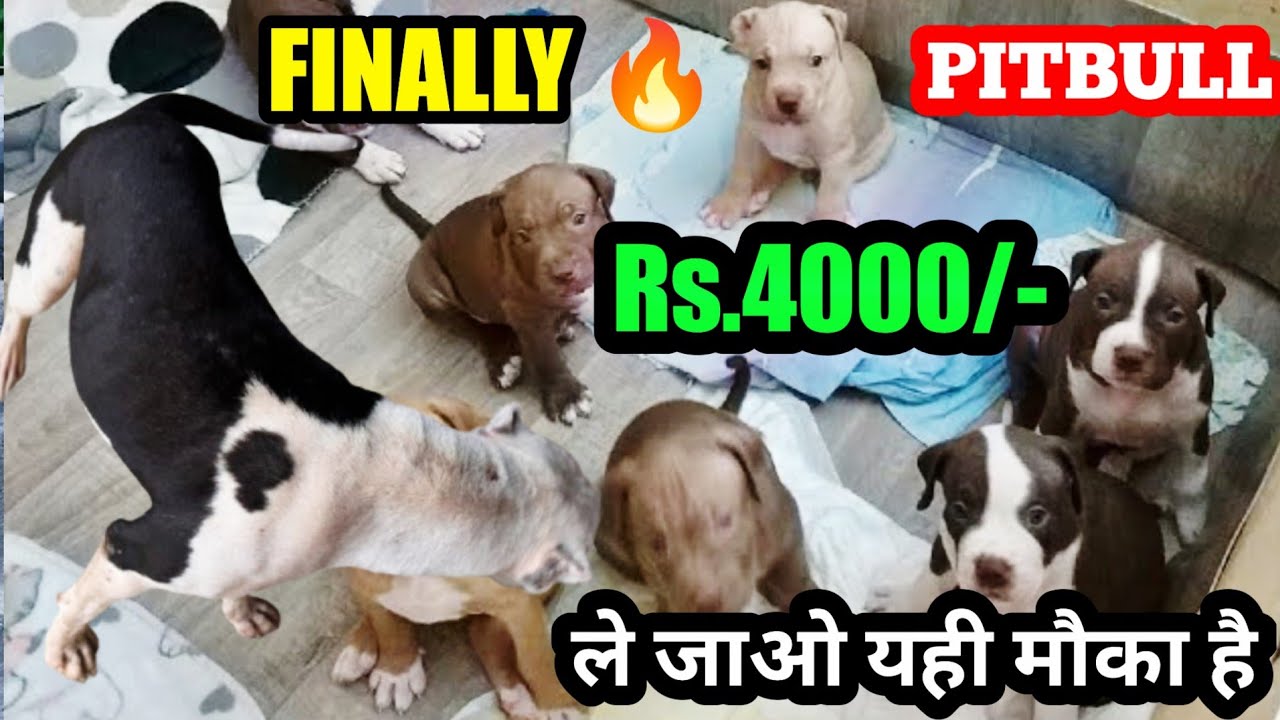 НАКОНЕЦ-ТО 🔥 Всего 4000 рупий! | Щенки питбуля по самой низкой цене!