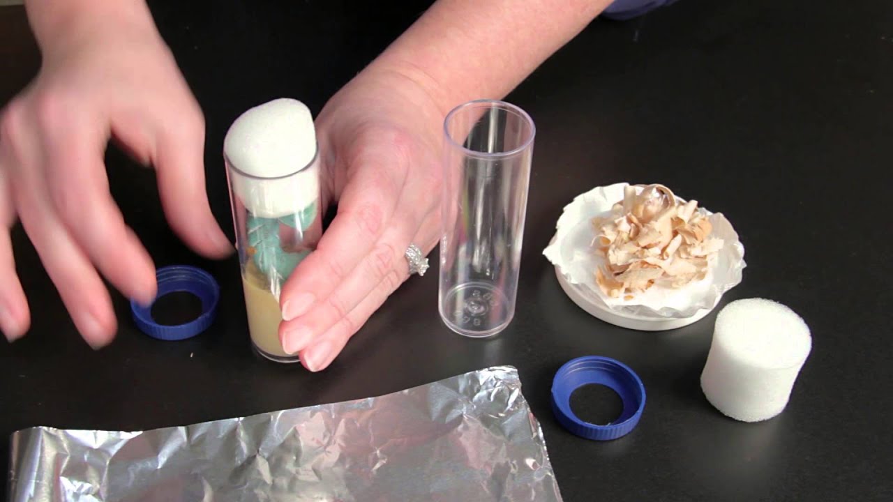 How to Care for Tobacco Hornworm