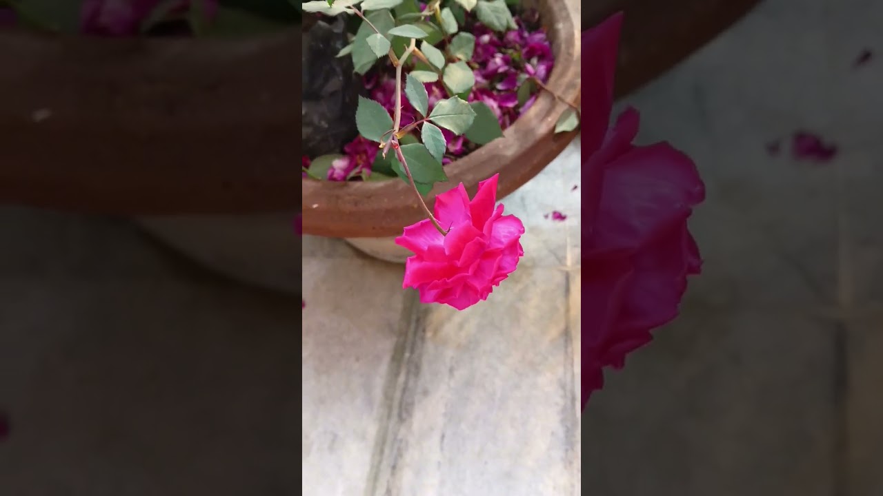 lots of desi bunching aromatic roses are blooming beautifully 