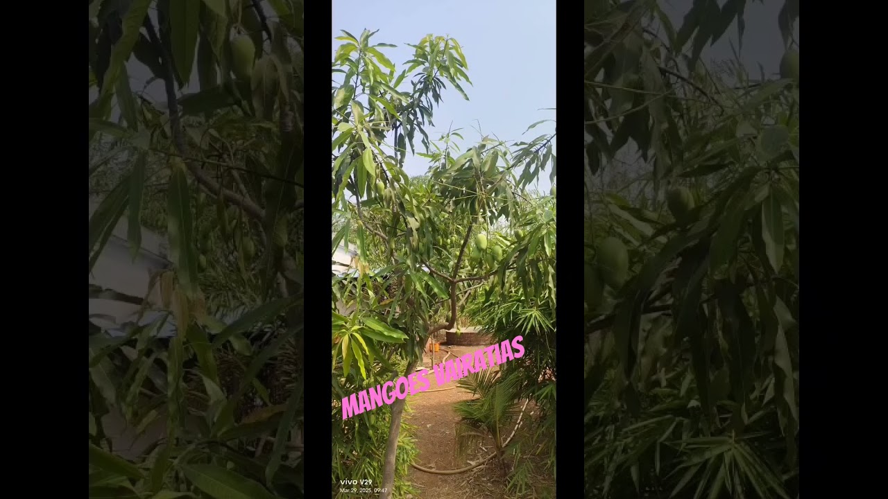 Mango varaties