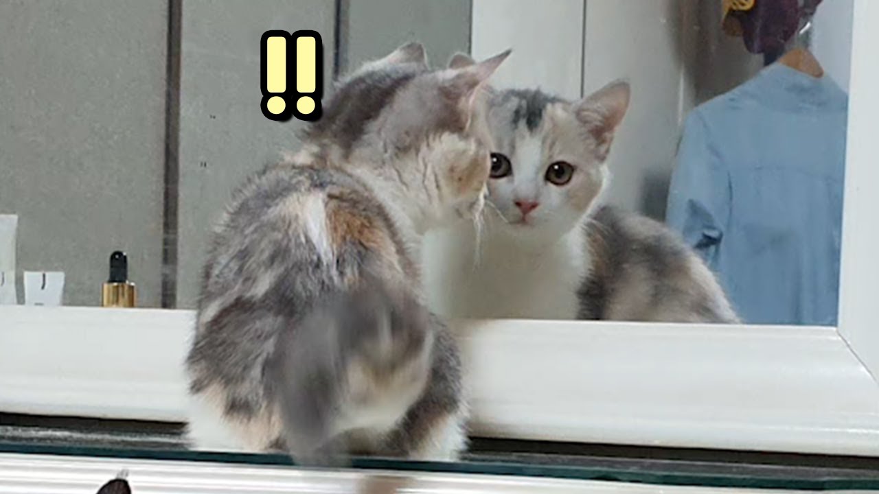 a Kitten's Reaction To The Mirror // 거울을 본 아기고양이 반응