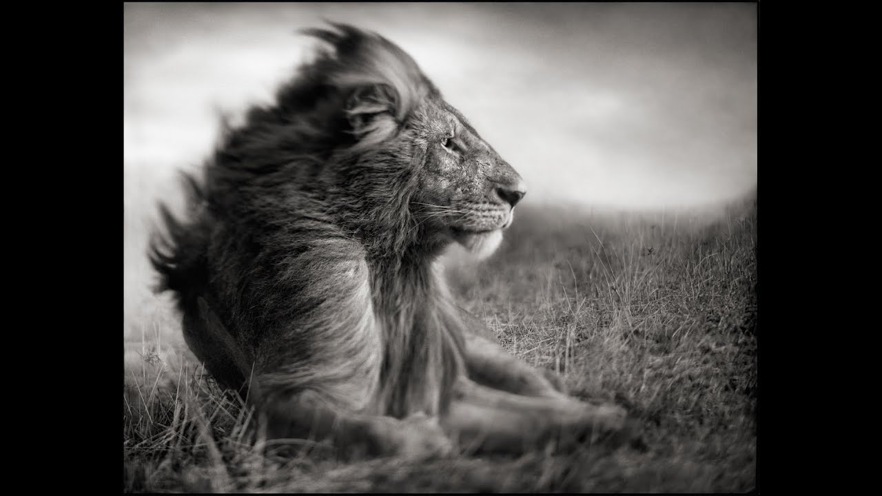Photographer Spotlight: Nick Brandt