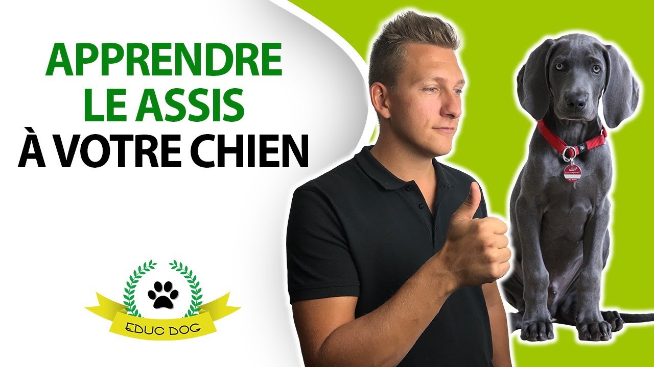 3 &eacute;tapes FACILES pour apprendre le ASSIS &agrave; votre chien