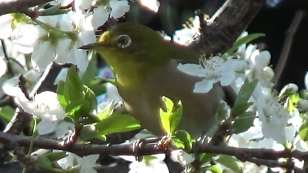 Warbling White-eye ( Zosterops japonicus ) Spring 2023