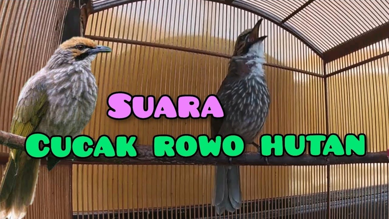 Suara Burung Cucak Rowo Hutan - Gacor #kicaumania #kicaumaniaindonesia