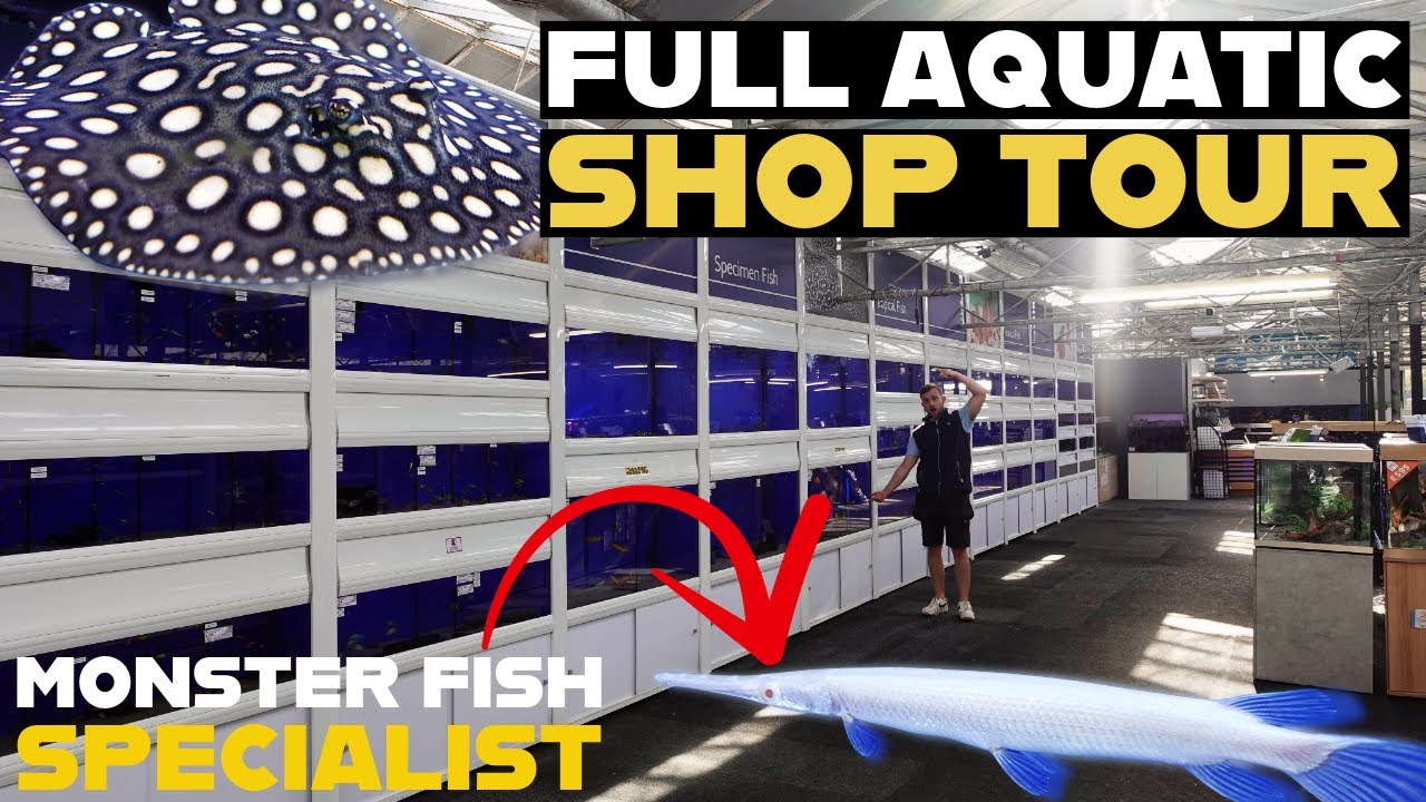 WORLD OF WATER SWINDON | STINGRAYS, GAR, KOI AND MORE