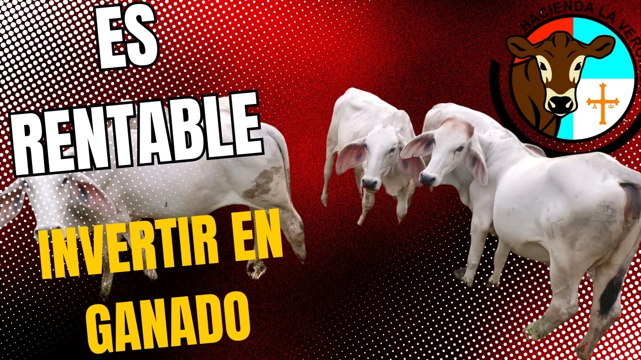 ES RENTABLE INVERTIR EN COMPRAR GANADO?
