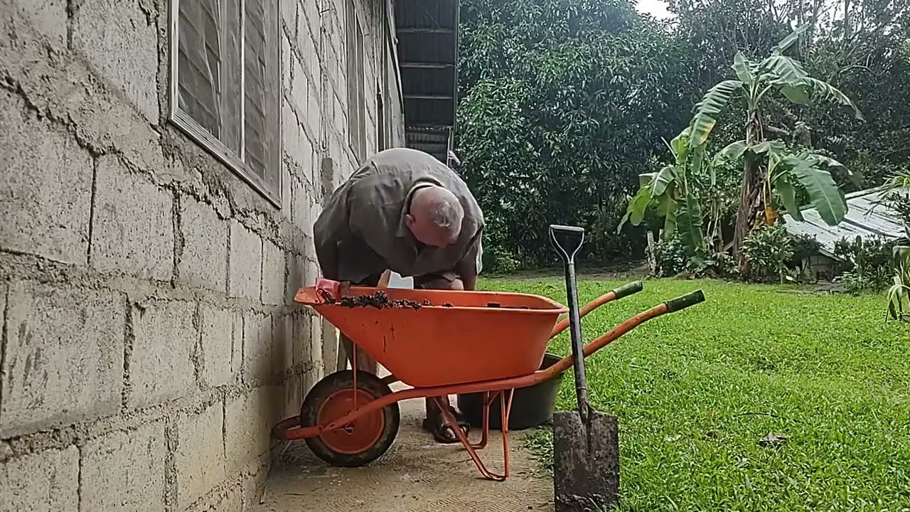 working on a rainy day to transplant eggplants