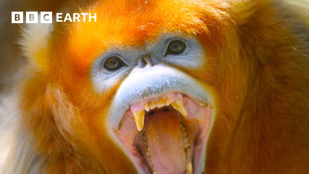 Monkeys Battle Over Pinecones | 4K UHD | A Perfect Planet | BBC Earth