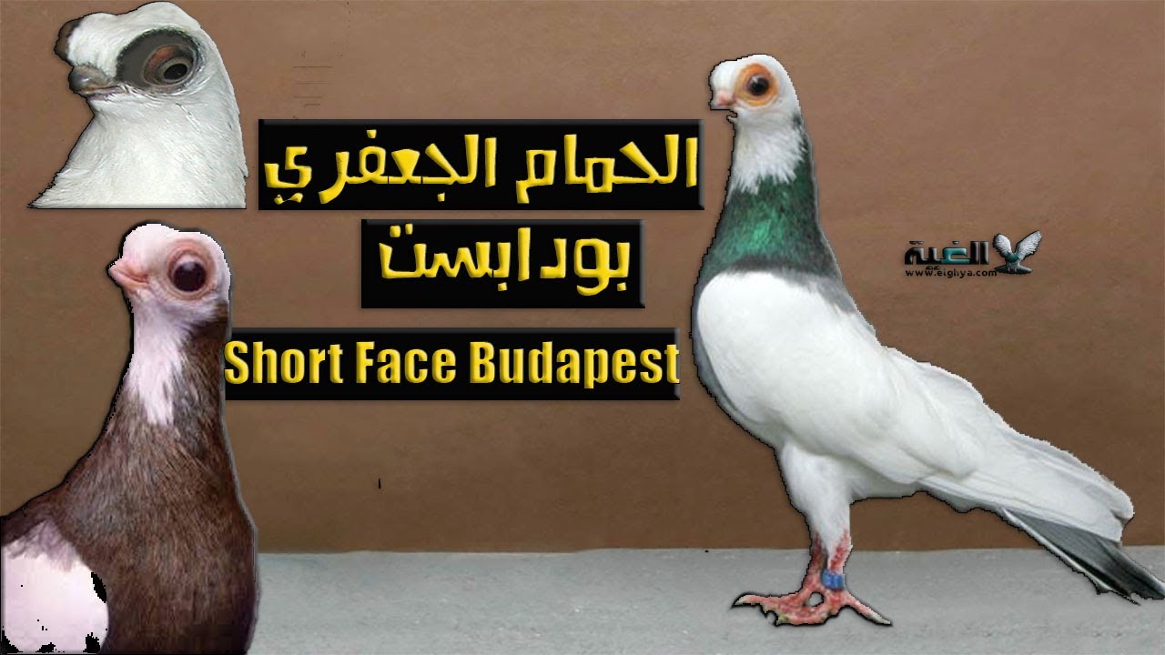 الحمام الجعفري ( حمامة بودابست) المواصفات ونقاط التتحكيم بالتفصيل من#الغية
