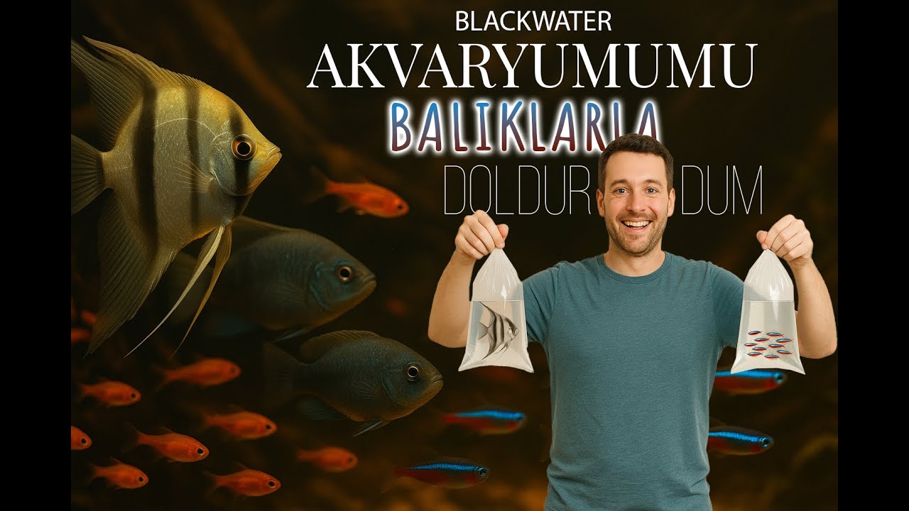 Ofisteki Akvaryumda Yeni Balıklar - SÜRÜ BALIKLARI - MELEK VE CİCHLİD TÜRLERİ - BLACKWATER