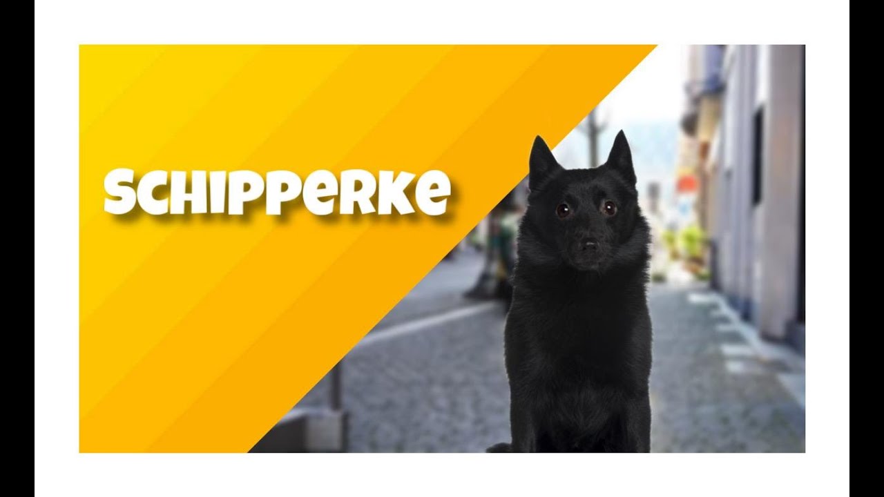 O SCHIPPERKE - Cinobras TV - Tudo sobre Cinofilia.