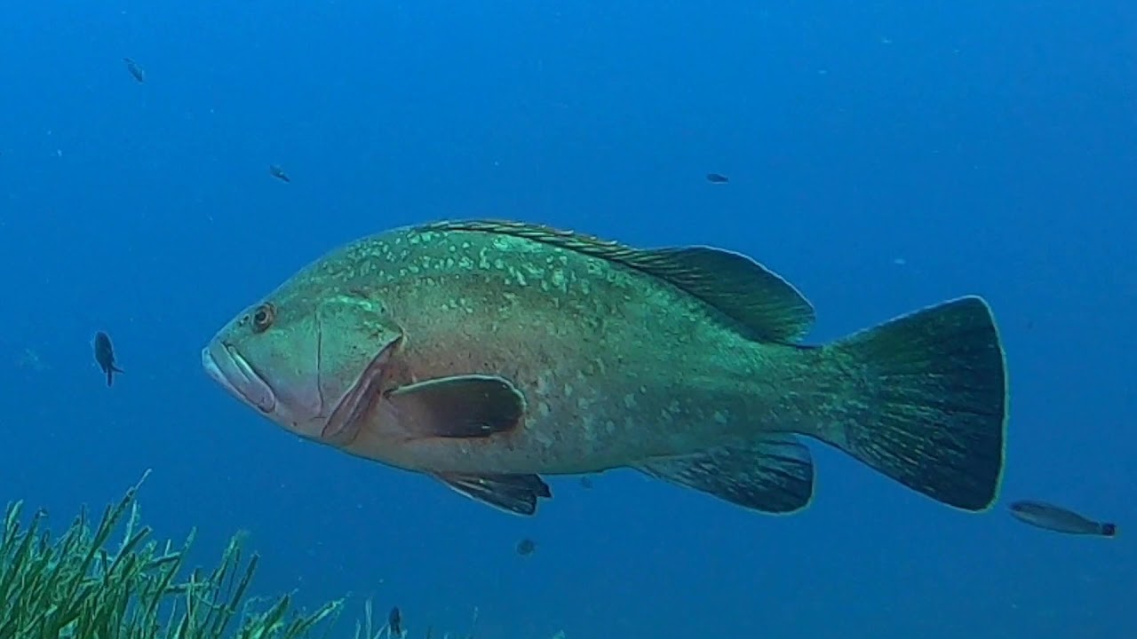 Dive El Toro Mallorca  - Balearic Divers