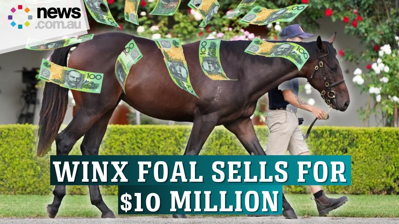 Winx's only foal smashes world record for yearling filly