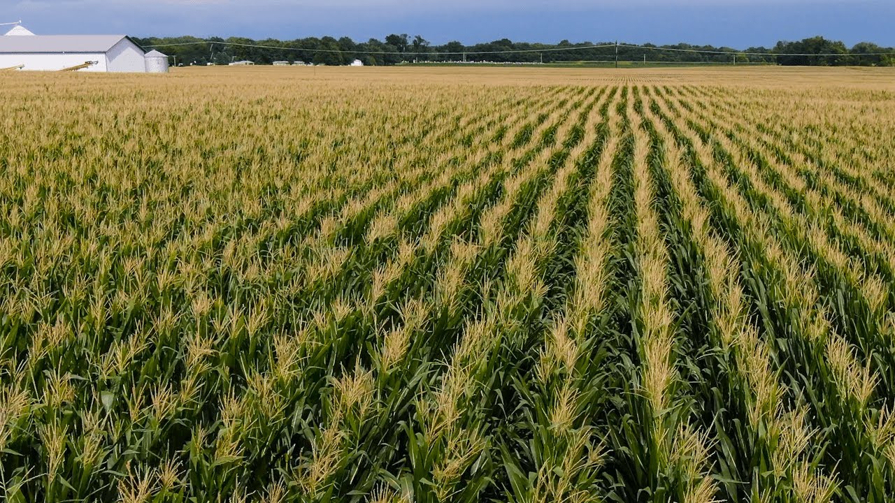 The Biggest Corn and Soybean Crop EVER? (Ep. 27)