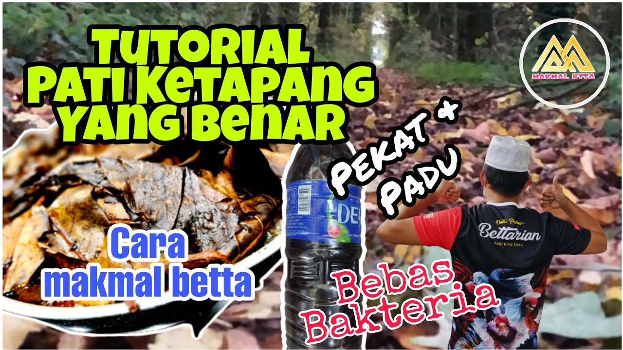 Cara Betul Buat Pati Ketapang - Ala ala Makmal Betta