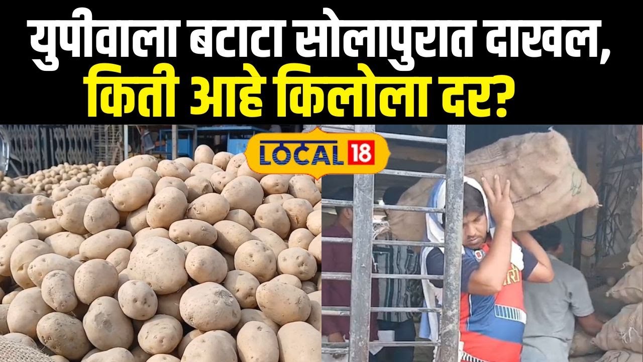 Potato Price In Solapur: युपीवाला बटाटा सोलापुरात दाखल, किती आहे किलोला दर? News18local