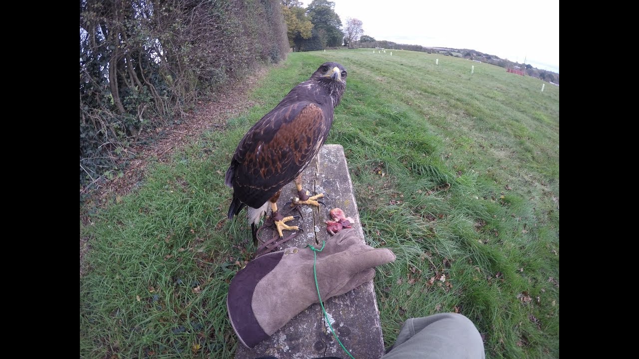 Training a new Harris hawk 