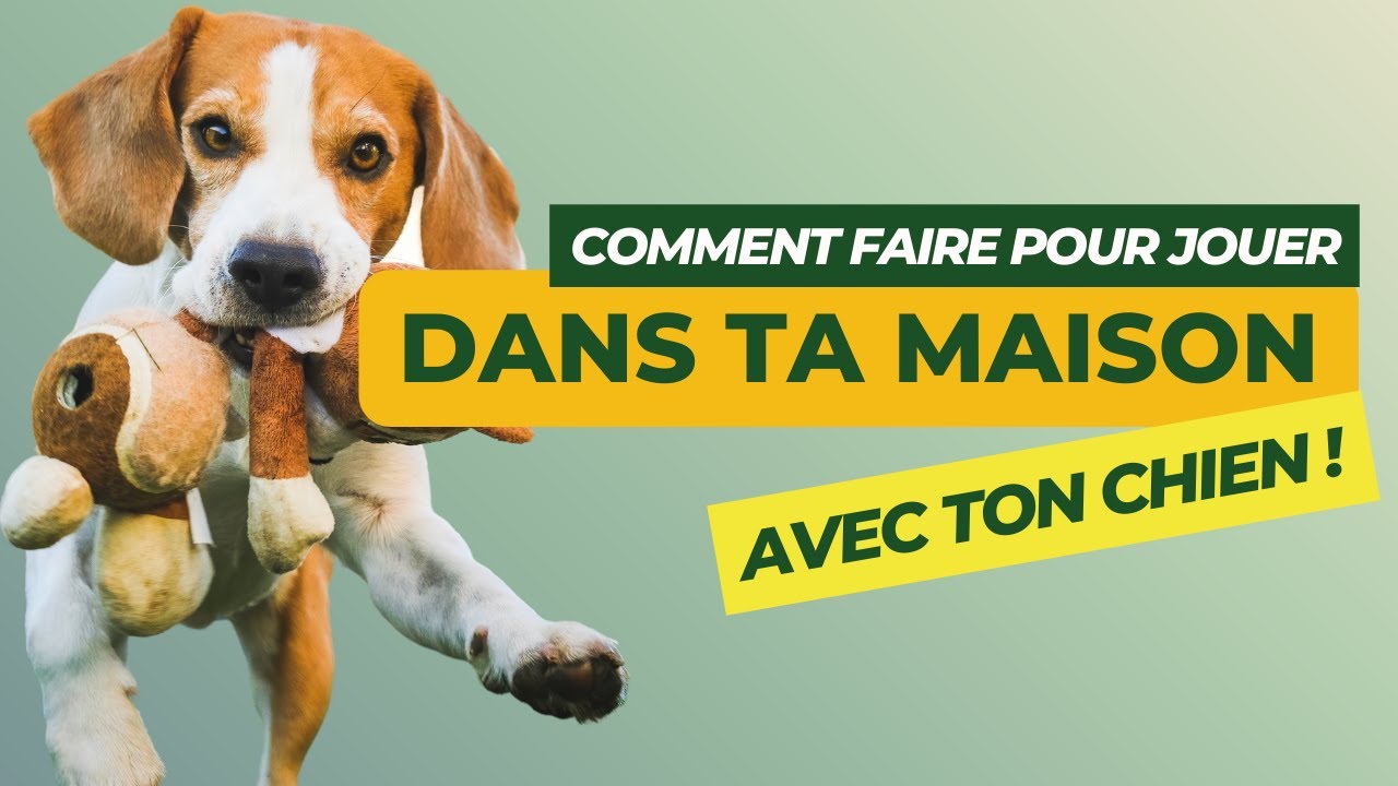 Jeux d'intérieur pour jouer avec votre chien 🎲🐕