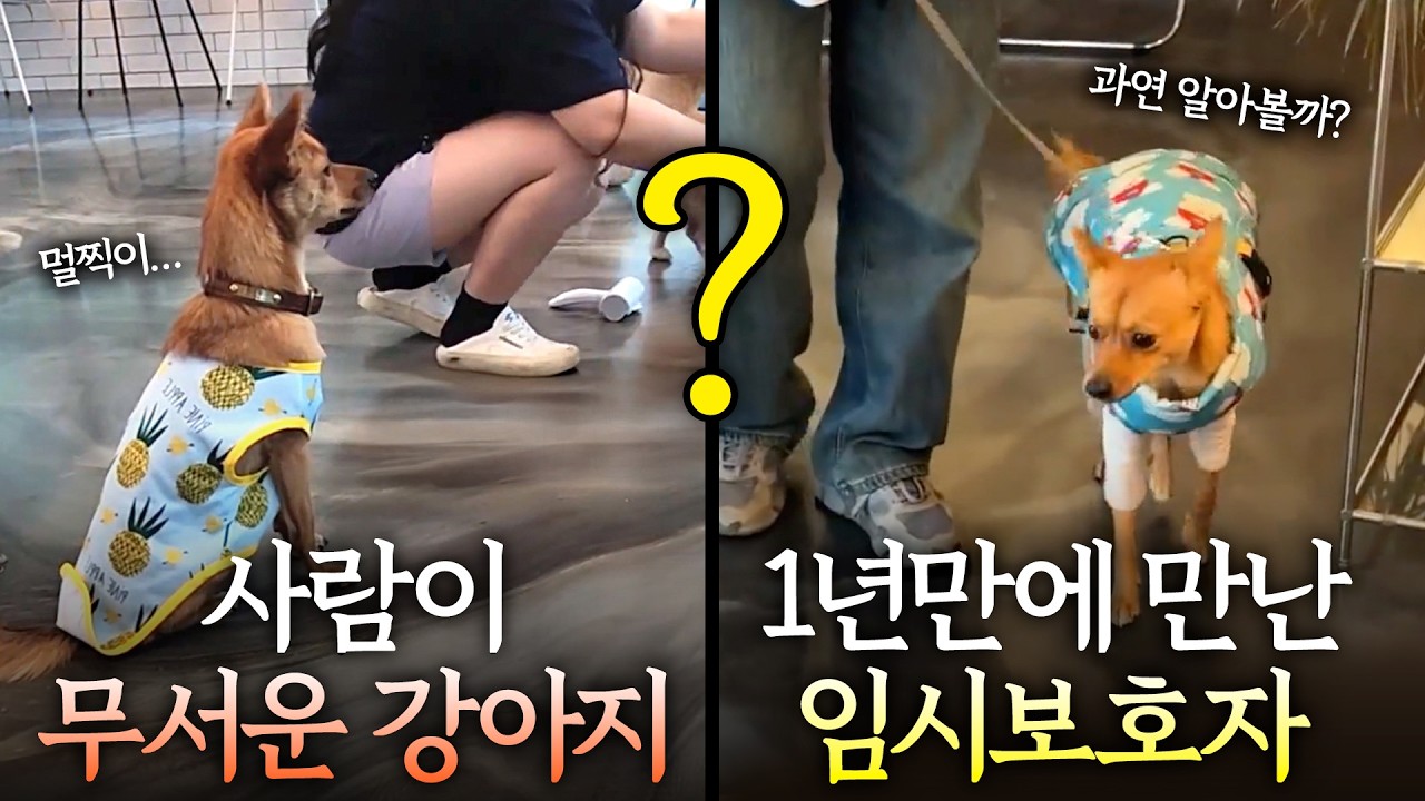 유기견 시절 지켜준 임시보호자 만난 강아지 반응