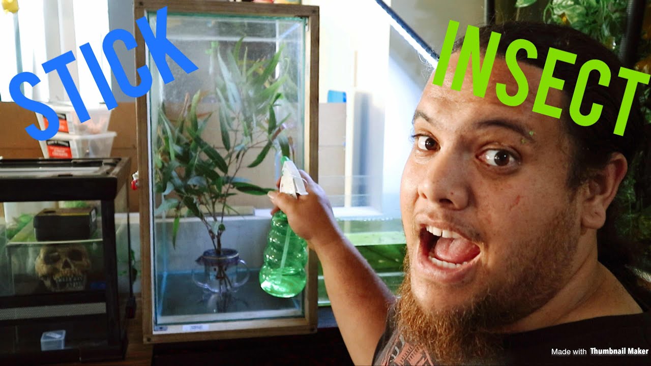 Spiny leaf insect set up