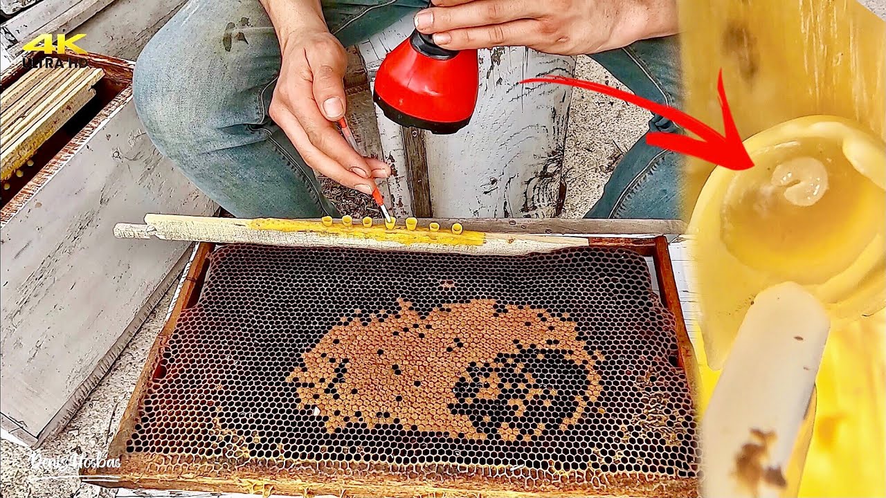 Ana Arı Üretimi Nasıl Yapılır ? / Larva Transferi /Arıcılık