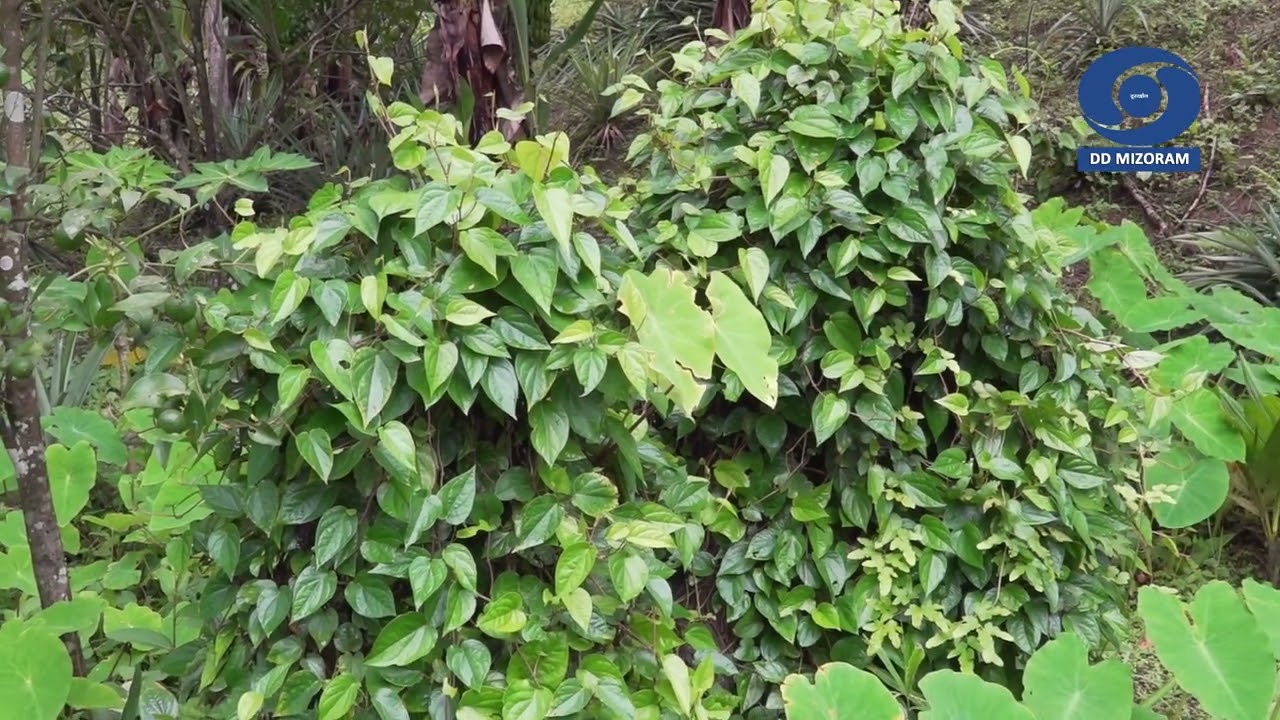 DDK kut hanthawktute pual ;-Chekawn khuaa nimbu huan siamtu Pu Lalthlamuana kawmna