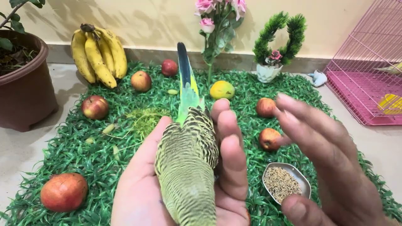 Good afternoon bird so cute 