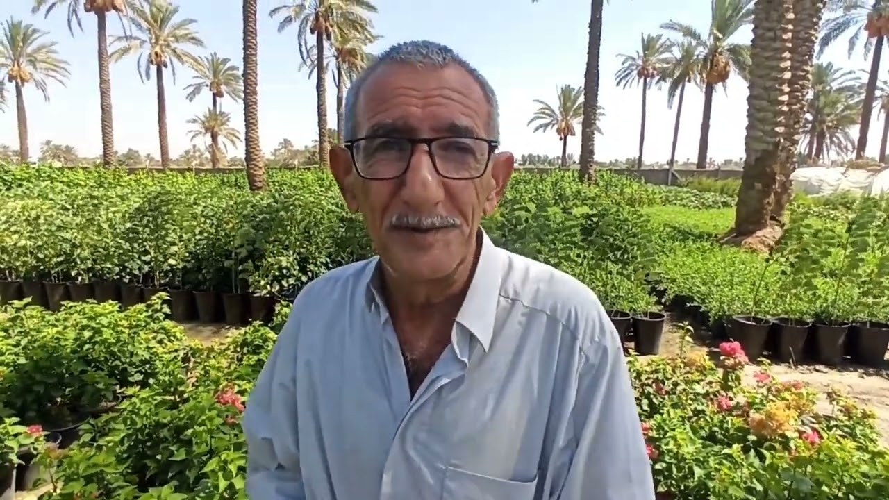 الجهنمية أو المجنونة أو الجميلة تعرفوا على وقت الإكثار بالطريقة العراقية 🇮🇶  من الأقلام وبنجاح ١٠٠%