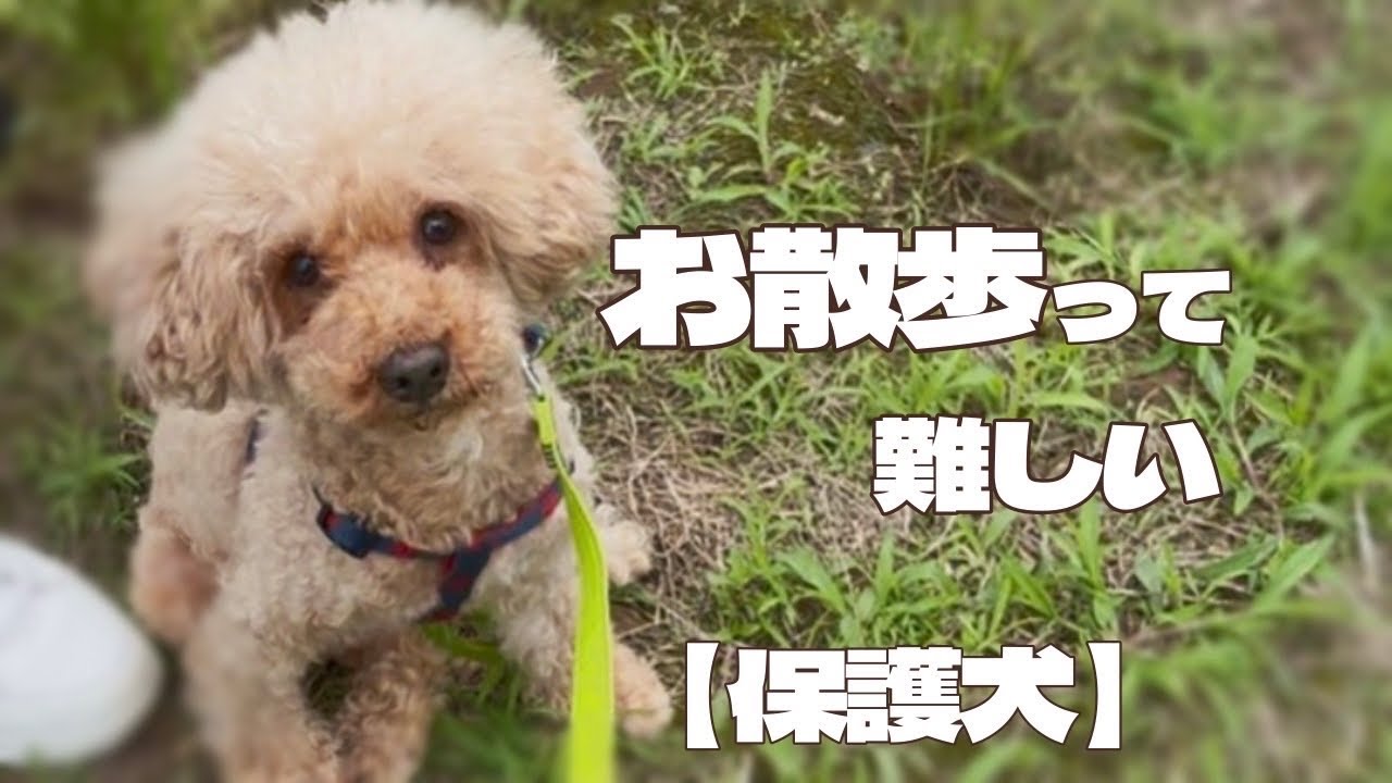 【保護犬】歩けるのは当たり前の事では無いんです「vol 459」