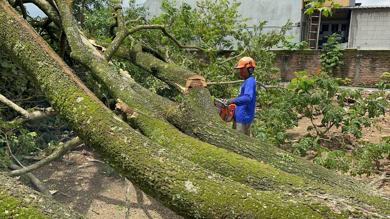 Thrilling! Penebangan Trembesi Besar di Gerbang Kuburan!