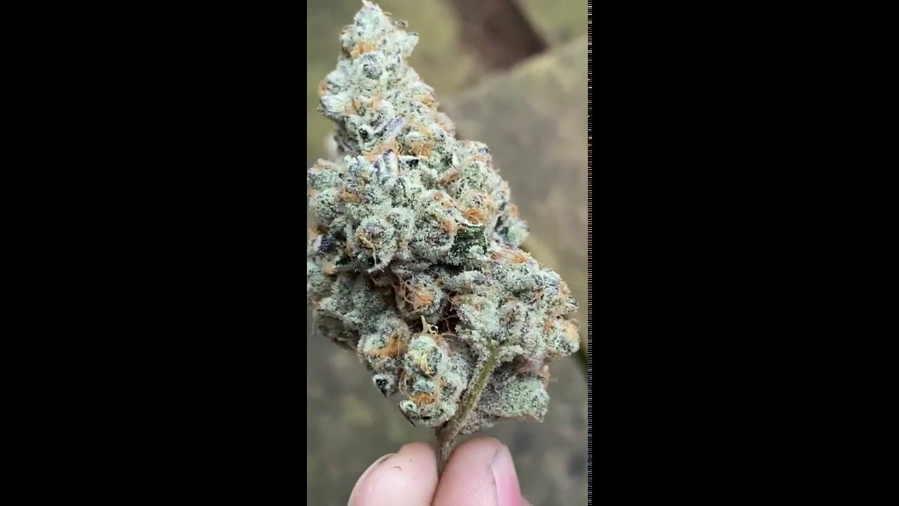 platinum purple candy
