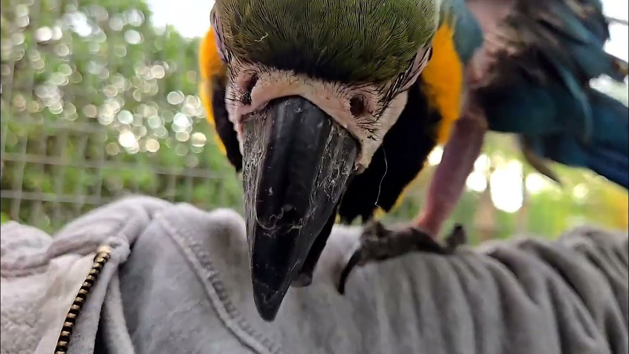 Something truly special happens inside the aviary ❤️