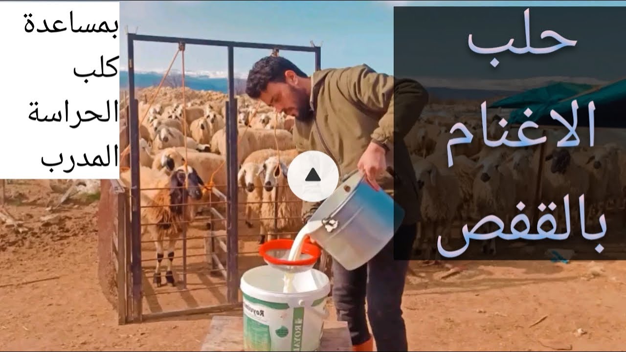 حلب الغنم  وصناعة الجبن ـ بمساعدة كلب حراسة مدرب