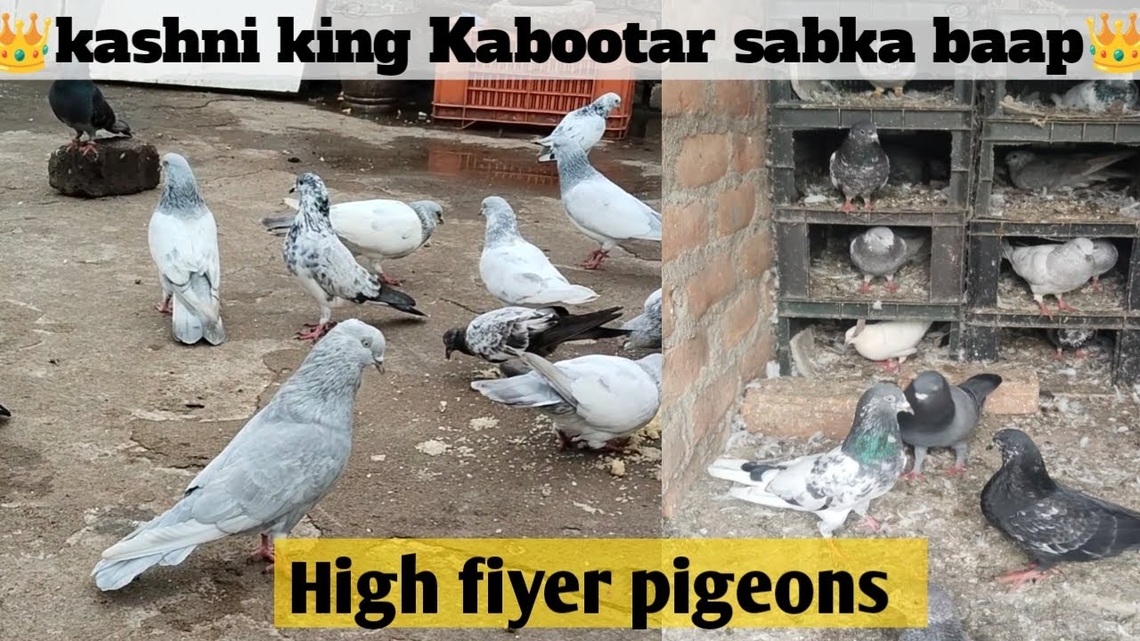 kashni King kabootar/teddy kabootar/ giribaz kabutar Nagpur high fiyer pigeons tips 👑🎁🥰