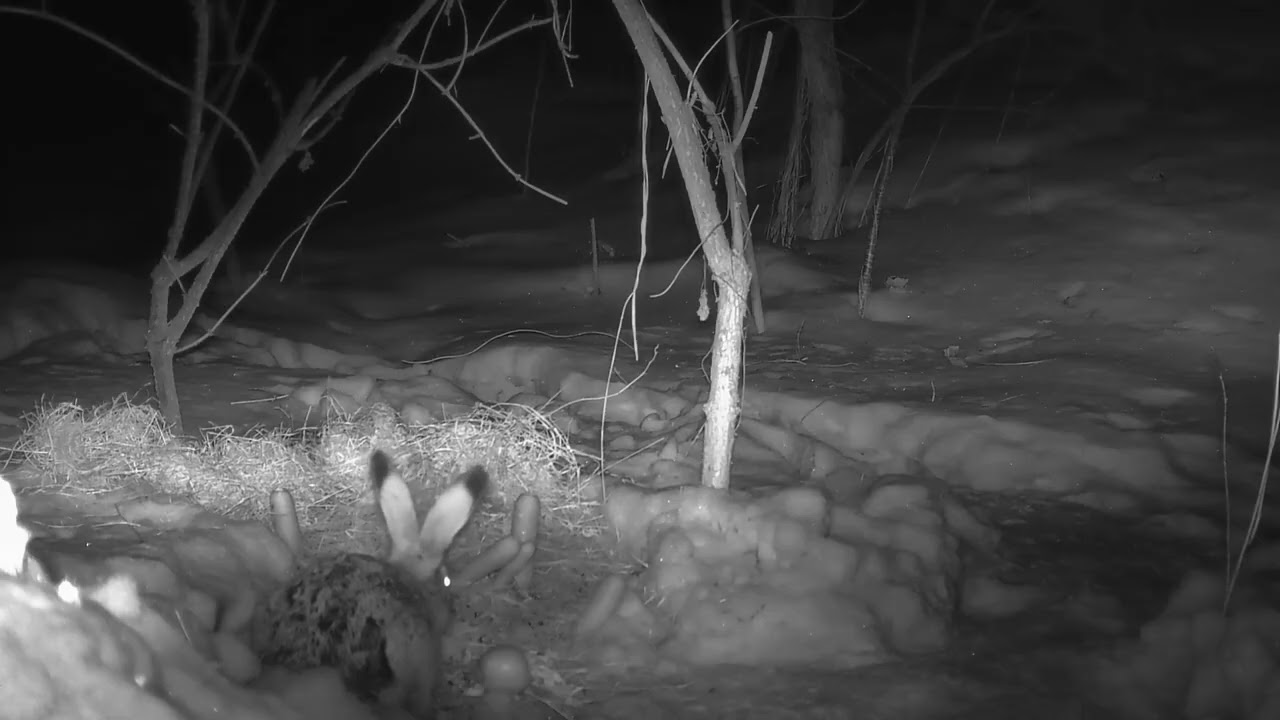 Hidden Night Footage of a Wild Hare, Chernihiv, Ukraine, 27.02.2026