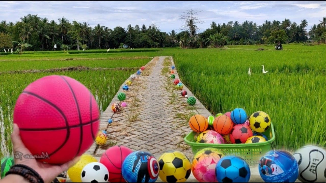 Menemukan Banyak Bola,Hewan Mainan,Bola Warna Warni,Bola Karakter,Bola Basket,Bola Frozen,Bola Socer
