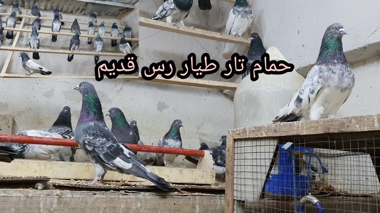 الحمام التار العراقي | حمام تار رس قديم