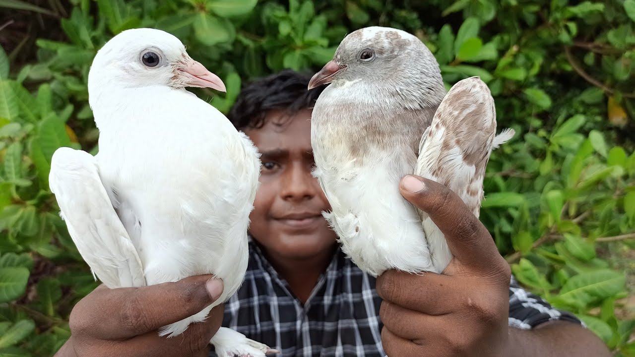 Pigion Hunting|புறா வேட்டை|புறா பிரட்டல்|Village Hunting|Village Food Safari|Suppu