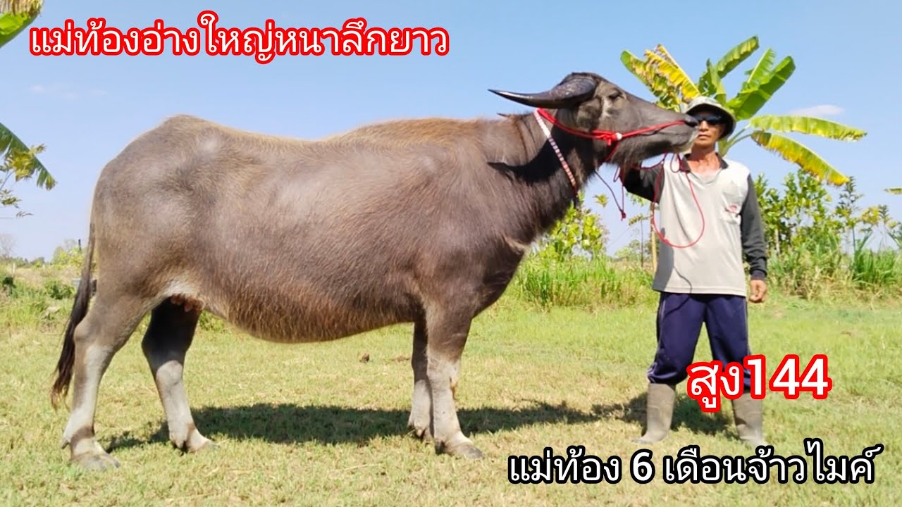 Ep.6 แม่ท้องจ้าวไมค์ 6 เดือน สูง144 อ่างใหญ่หนาลึกยาว ราคาเกษตรกร