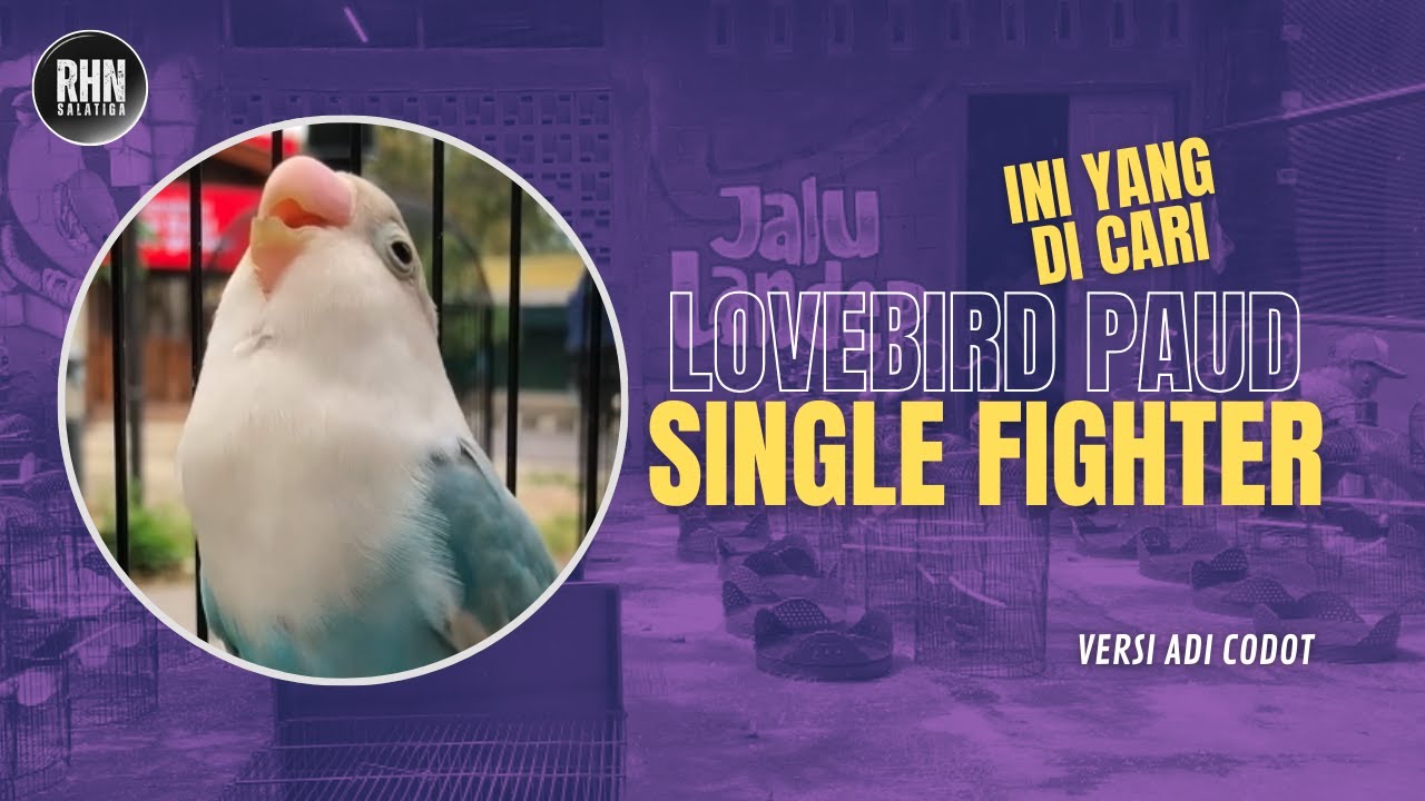MEMAHAMI KARAKTER LOVEBIRD FIGHTER SEJAK DINI I VERSI ADI CODOT RHN