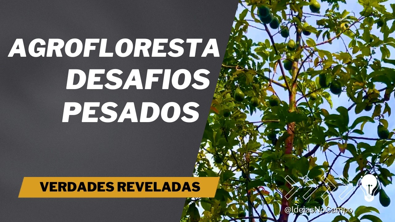 Agrofloresta na Prática: O Que Ninguém Te Conta